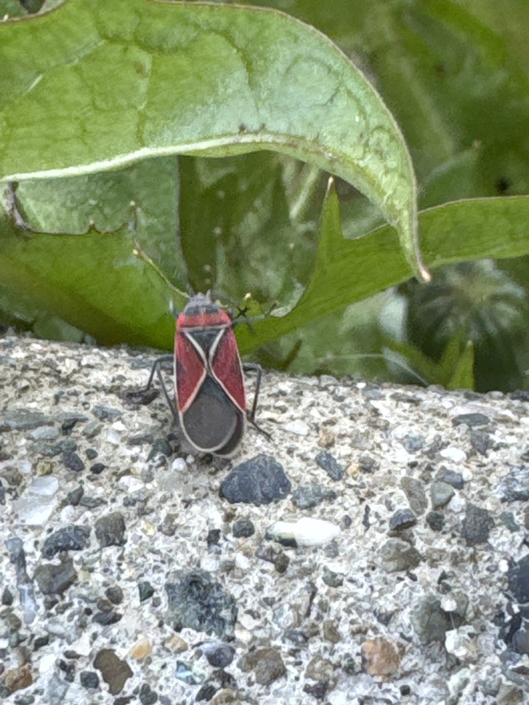 White-crossed Seed Bug from 114th Dr NE, Arlington, WA, US on April 5 ...