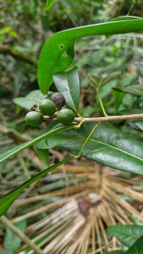 Conchocarpus ruber