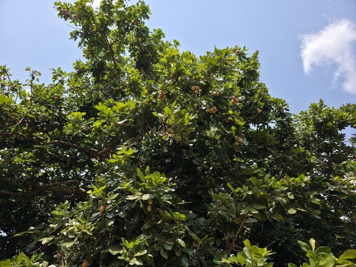 Ackee