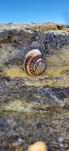 Eobania vermiculata