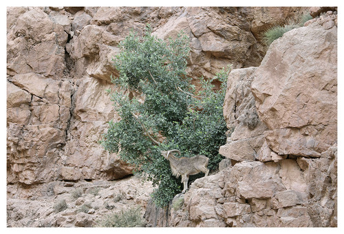 carob tree