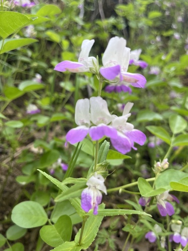 iNaturalist observation photo of Purple Chinese Houses