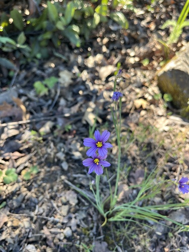 iNaturalist observation photo of western blue-eyed grass