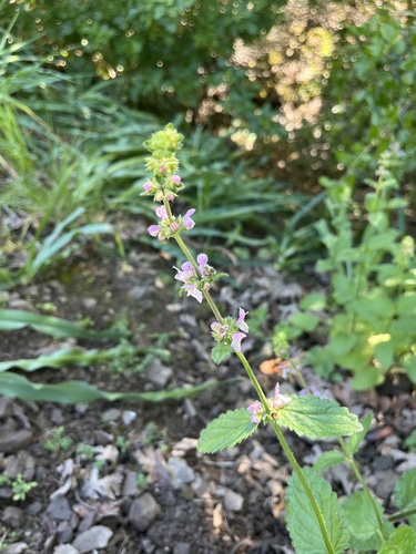 iNaturalist observation photo of Hedgenettles