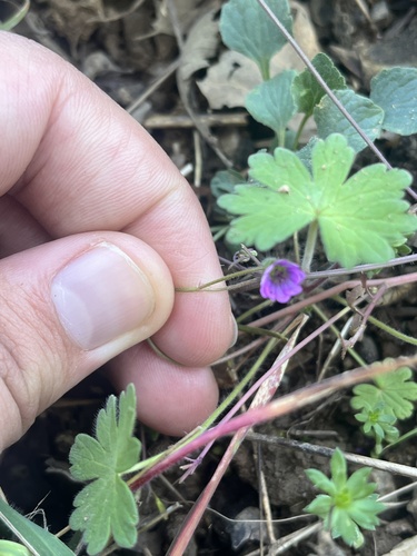 iNaturalist observation photo of Dove's-foot crane's-bill