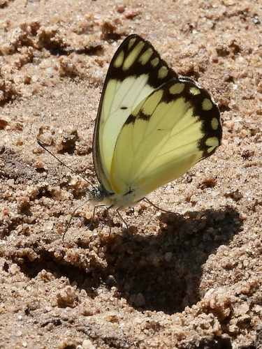 African Caper