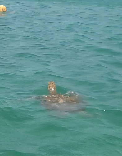 Chelonia mydas