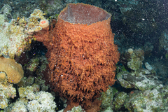 Giant barrel sponge