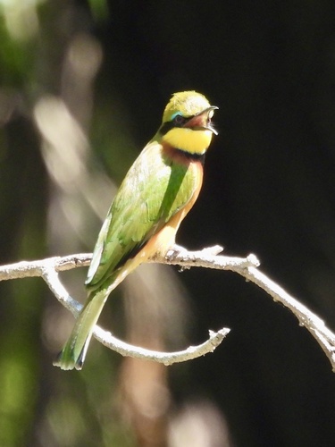 Little Bee-eater