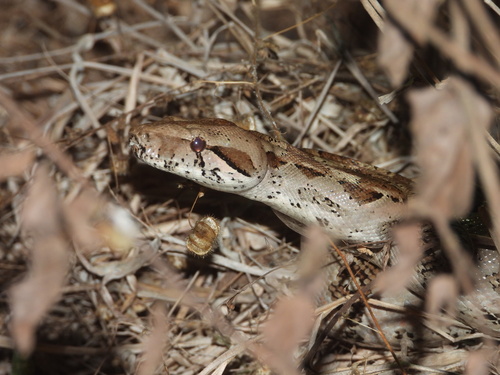 Mexican West Coast Boa Constrictor (Boa sigma)