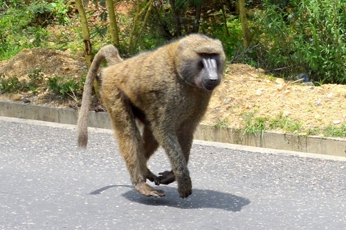Olive Baboon