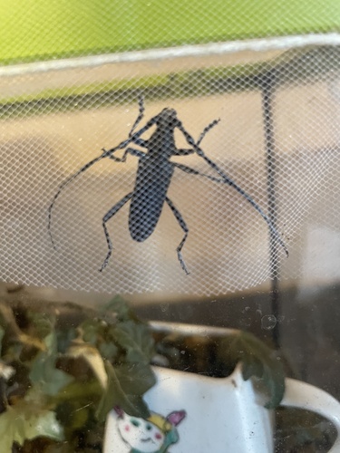 Capricorn beetle