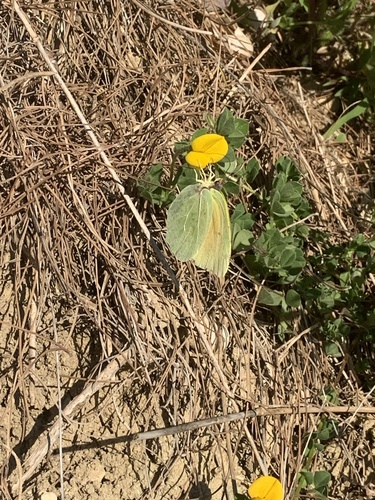 Cleopatra Butterfly