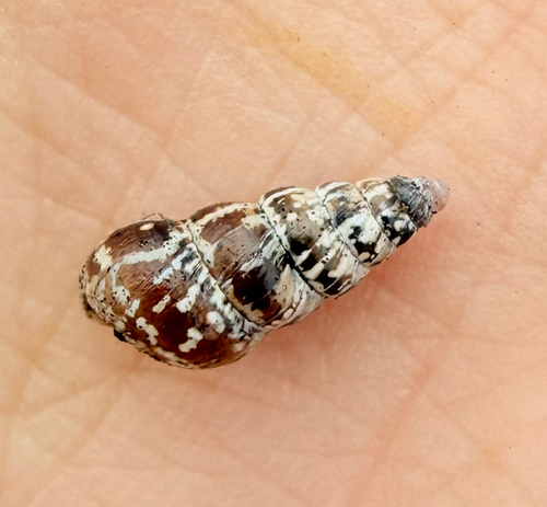 Cochlicella acuta