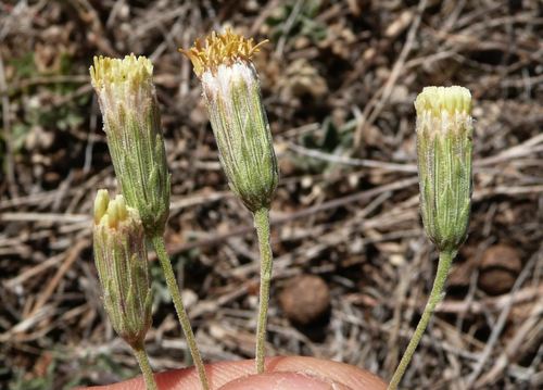 veiny brickellbush (Brickellia venosa)