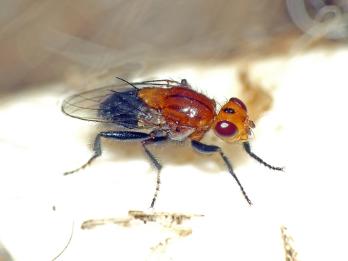 Piophilosoma palpatum · iNaturalist