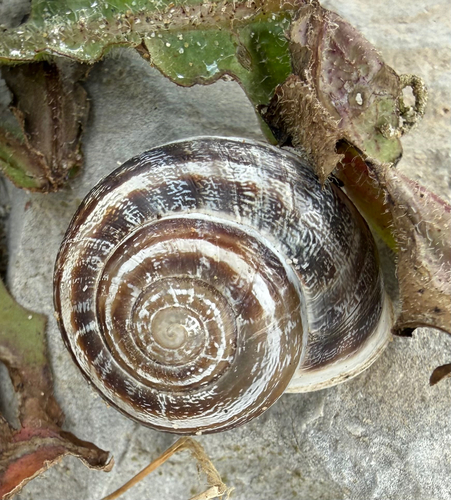 Eobania vermiculata