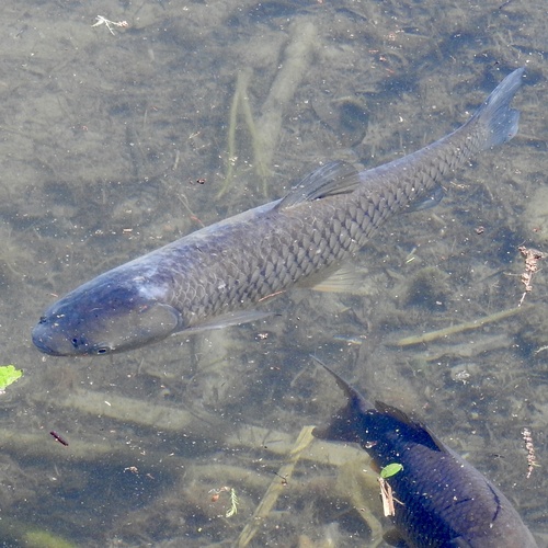 Ctenopharyngodon idella