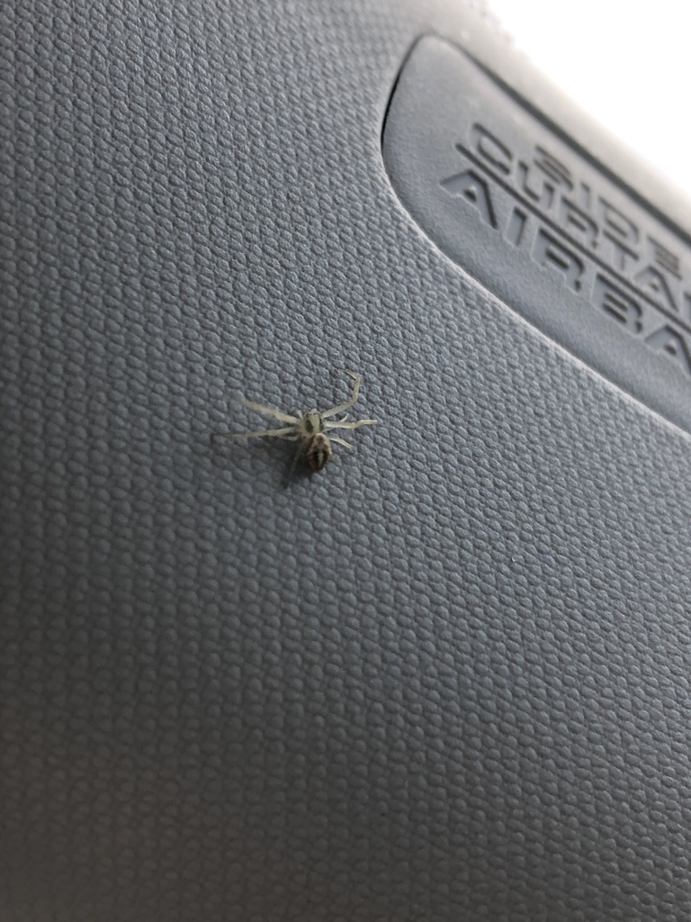 Mecaphesa from Park Ave, Tustin, CA, US on March 02, 2020 at 0914 AM