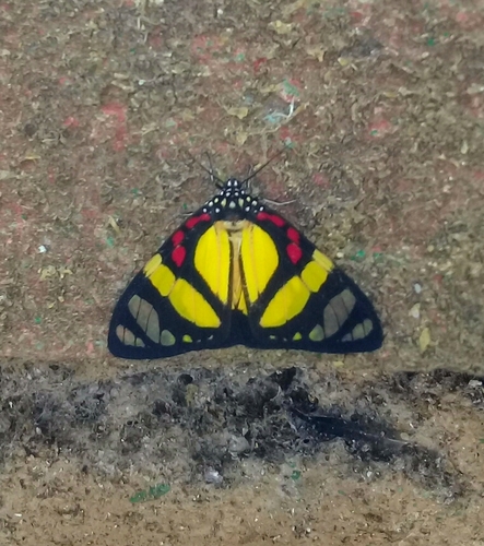 Sphaeromachia cubana