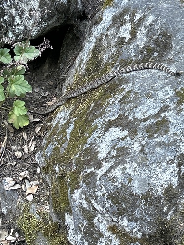 iNaturalist observation photo of Western Rattlesnake