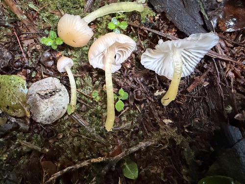 Pink Hawaiian Waxcap
