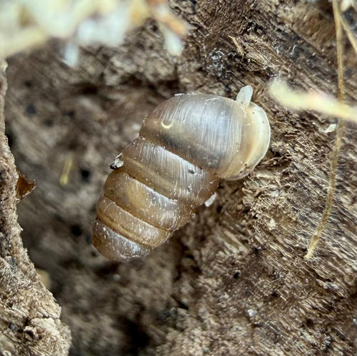 Lauria cylindracea