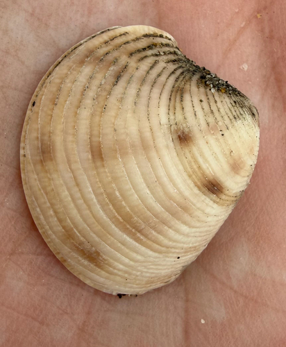 Chamelea gallina
