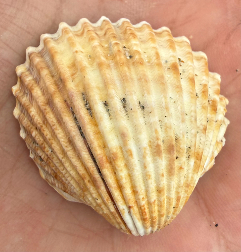 Acanthocardia tuberculata