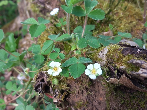Barren Strawberry