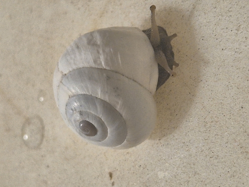 Sphincterochila candidissima