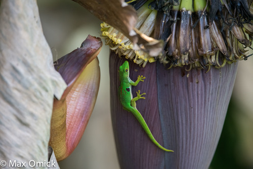 Peacock Day Gecko