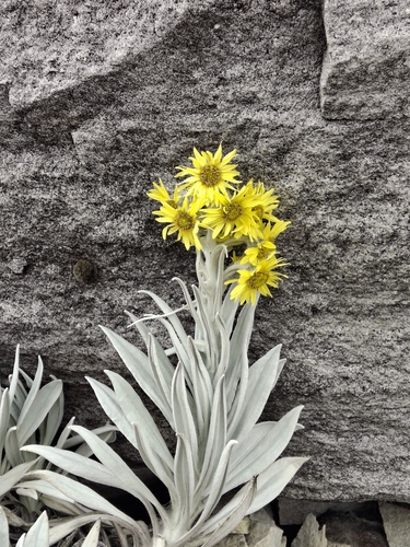Senecio niveoaureus