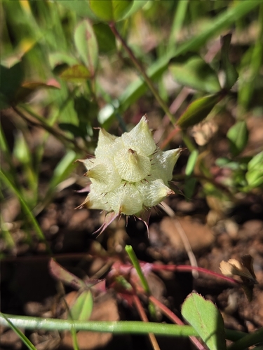 Piorkowski's clover (Trifolium piorkowskii)