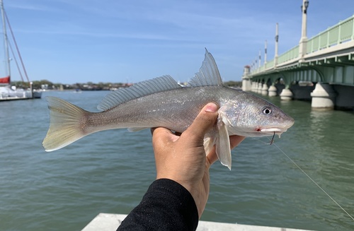 Southern Kingfish