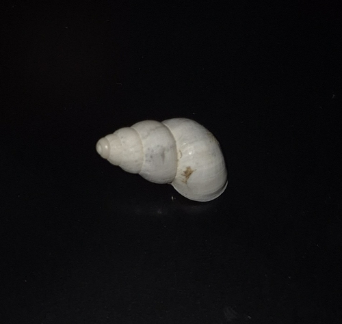 Leonia mammillaris