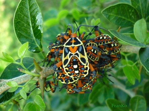 Pachylis nervosus
