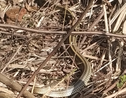 Big-Eyed Ratsnake