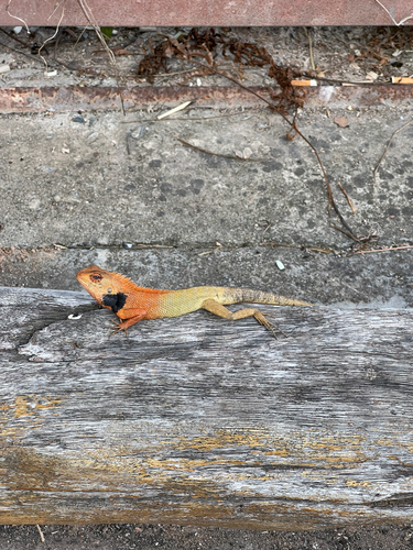 Thai Garden Lizard