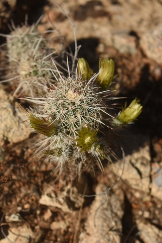 Texas Hedgehog Cactus