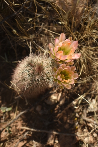 Roetter’s Hedgehog Cactus