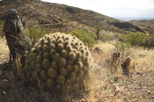 strawberry hedgehog cactus