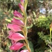 Gladiolus crassifolius - Photo (c) nelia-fourie, todos los derechos reservados