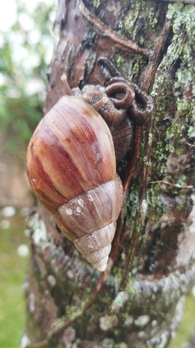 Lissachatina fulica