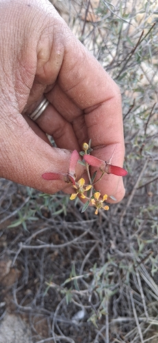 slender janusia