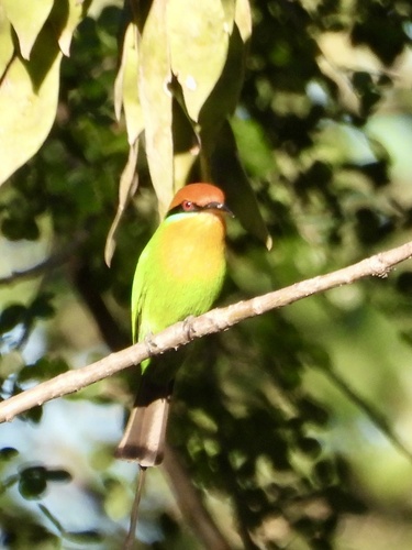 Böhm's Bee-eater