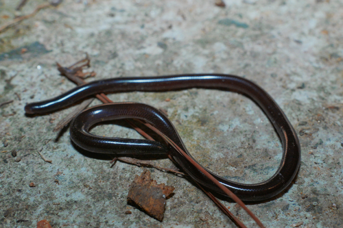 Brahminy Blindsnake