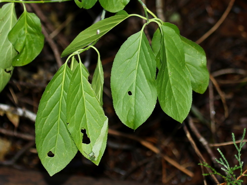 Western Burning Bush foliage