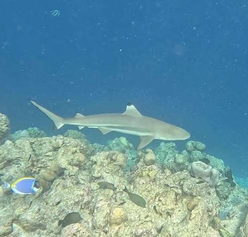 Carcharhinus melanopterus