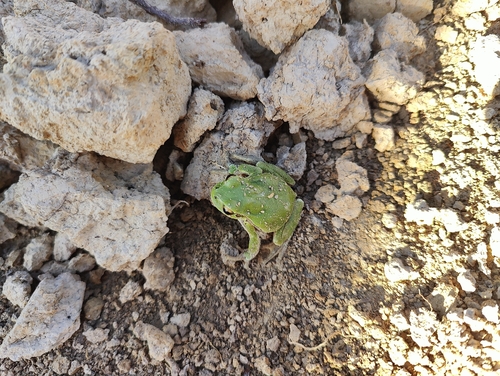 European Tree Frog